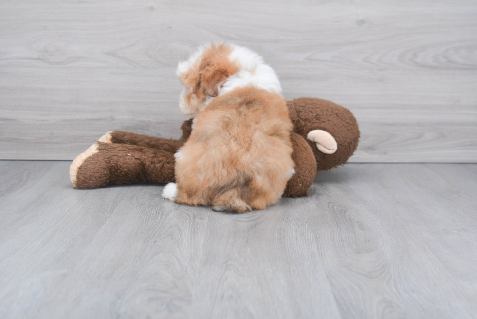 Friendly Mini Aussiedoodle Baby