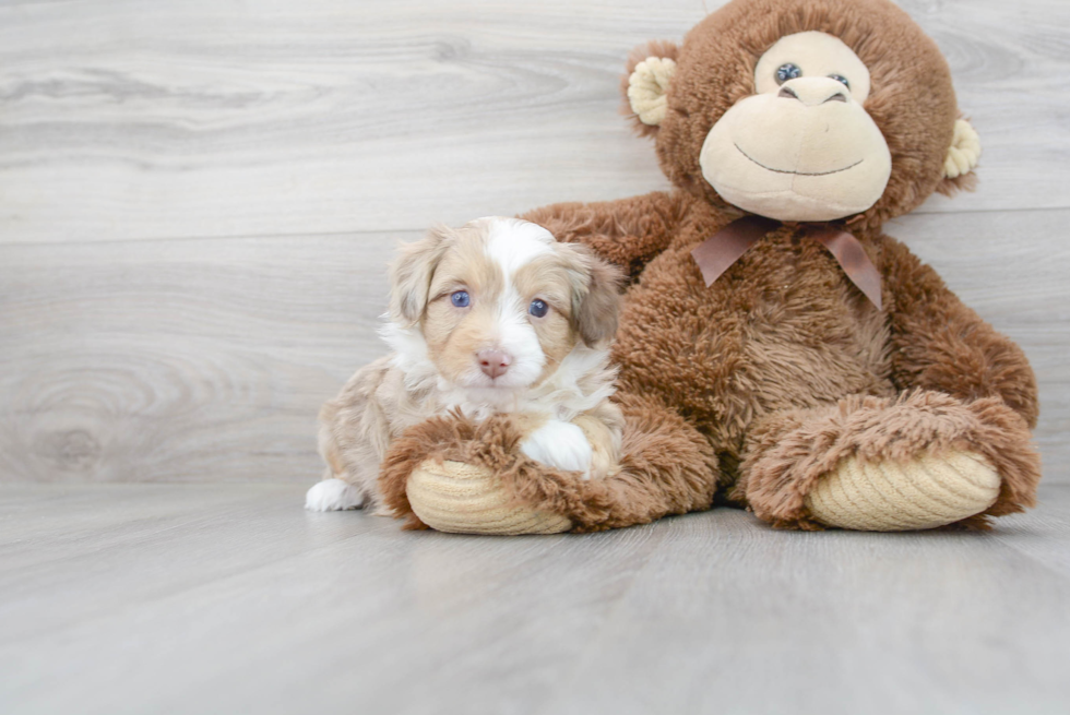 Energetic Aussiepoo Poodle Mix Puppy