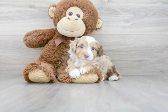 Mini Aussiedoodle Puppy for Adoption