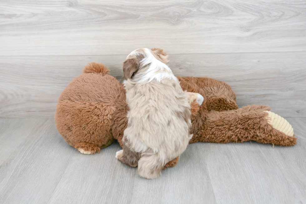 Mini Aussiedoodle Pup Being Cute