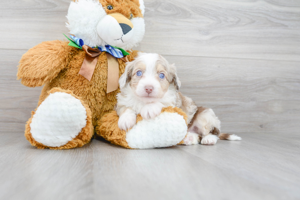 Mini Aussiedoodle Puppy for Adoption