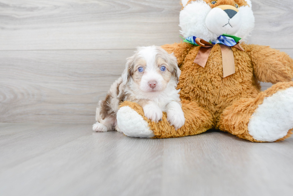 Funny Mini Aussiedoodle Poodle Mix Pup