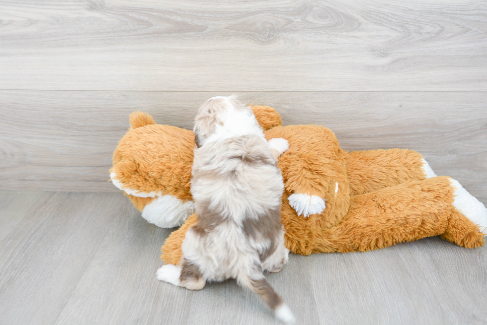 Mini Aussiedoodle Pup Being Cute