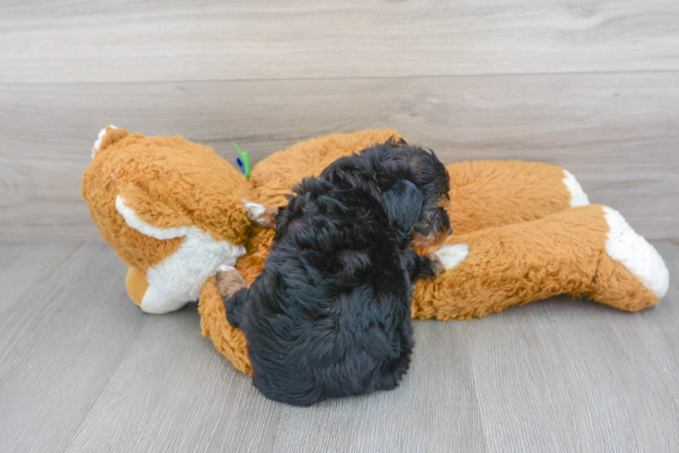 Mini Aussiedoodle Pup Being Cute