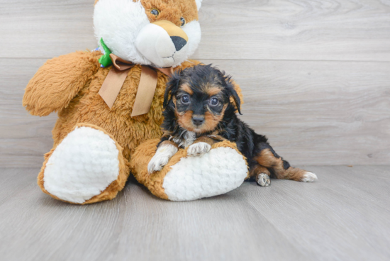 Sweet Mini Aussiedoodle Baby