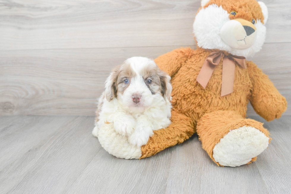 Adorable Aussiepoo Poodle Mix Puppy