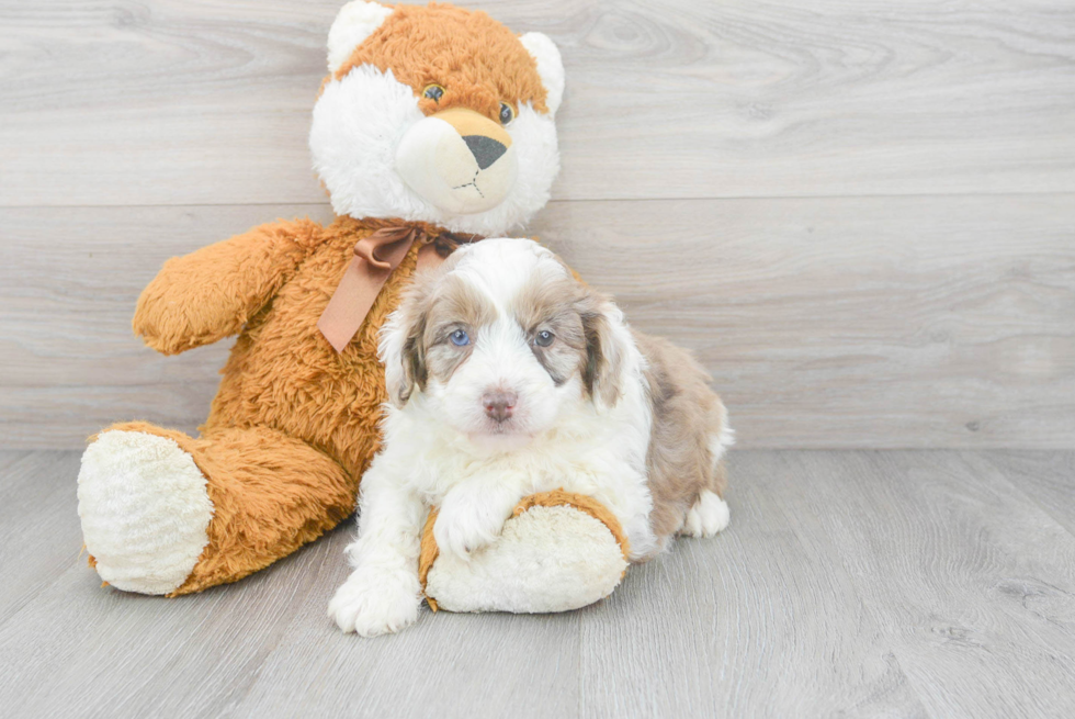 Best Mini Aussiedoodle Baby