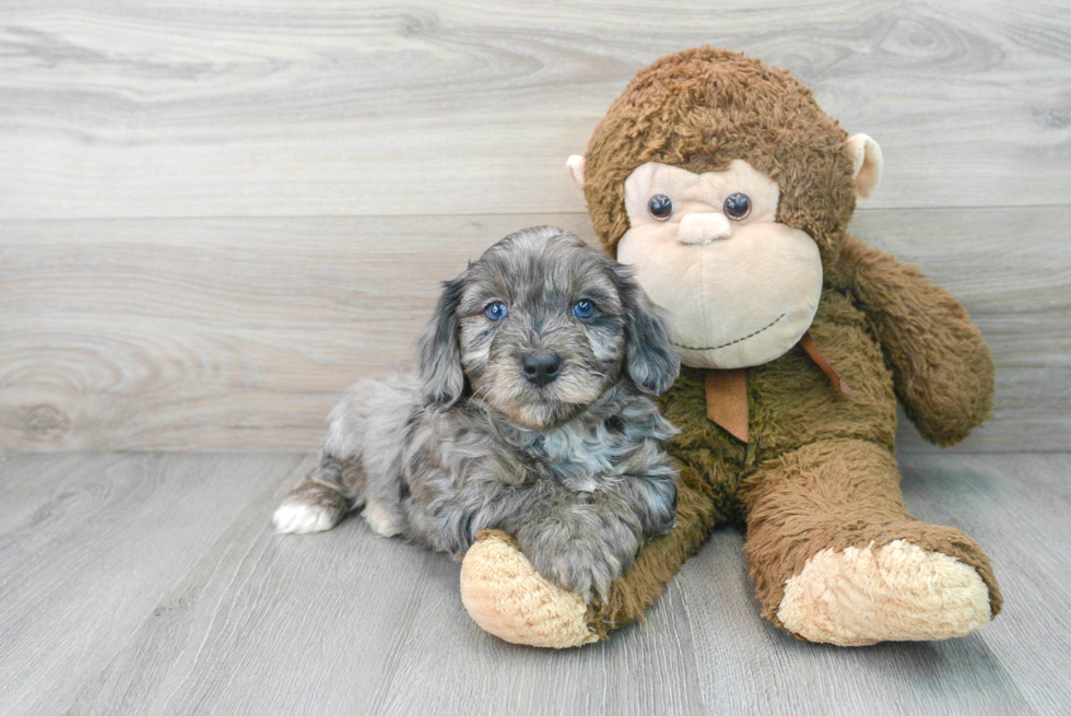 Mini Aussiedoodle Puppy for Adoption