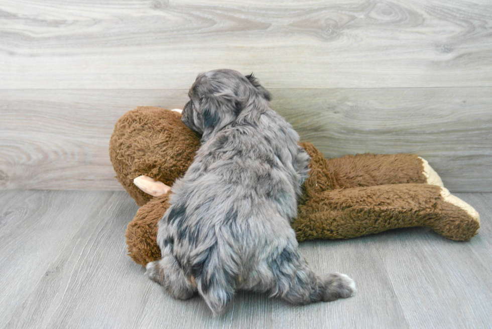 Small Mini Aussiedoodle Baby