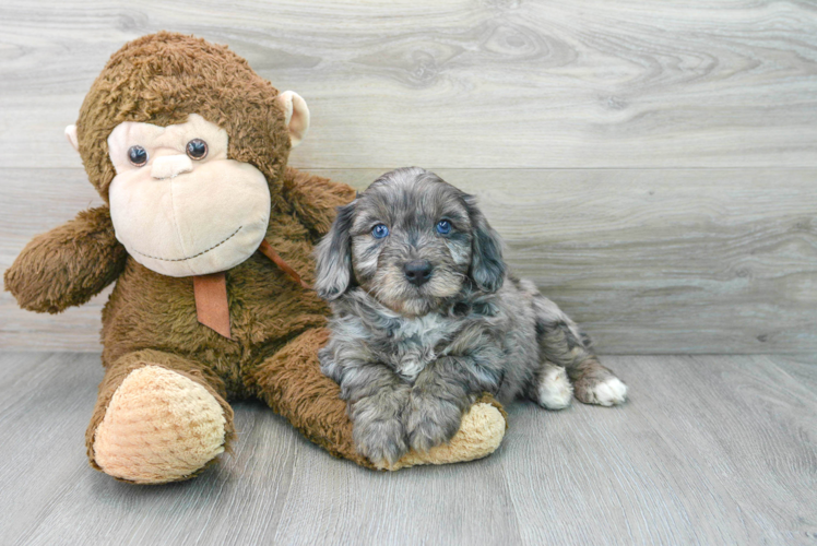 Mini Aussiedoodle Pup Being Cute