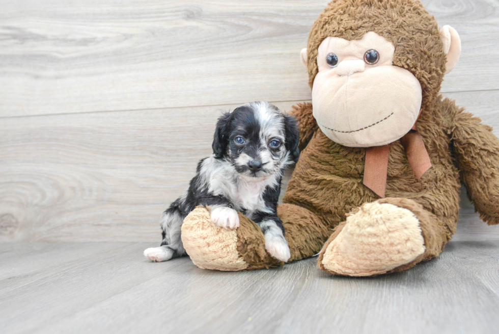 Fluffy Mini Aussiedoodle Poodle Mix Pup