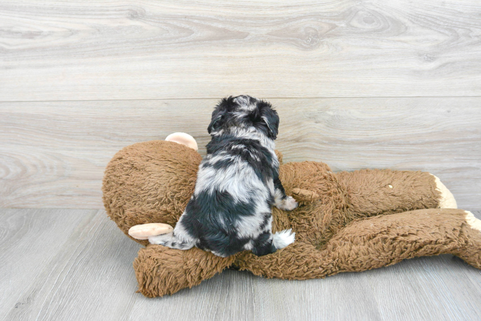 Little Aussiepoo Poodle Mix Puppy