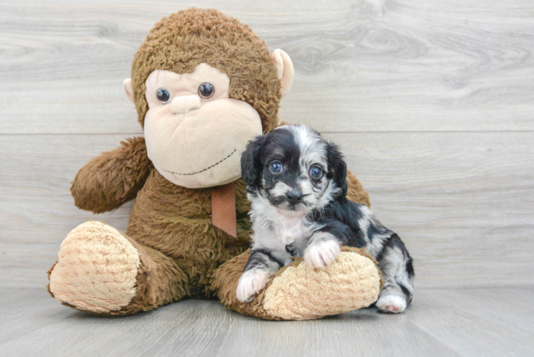 Mini Aussiedoodle Puppy for Adoption