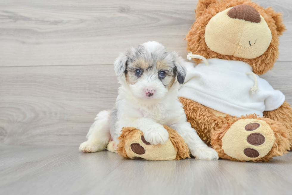 Playful Aussiepoo Poodle Mix Puppy