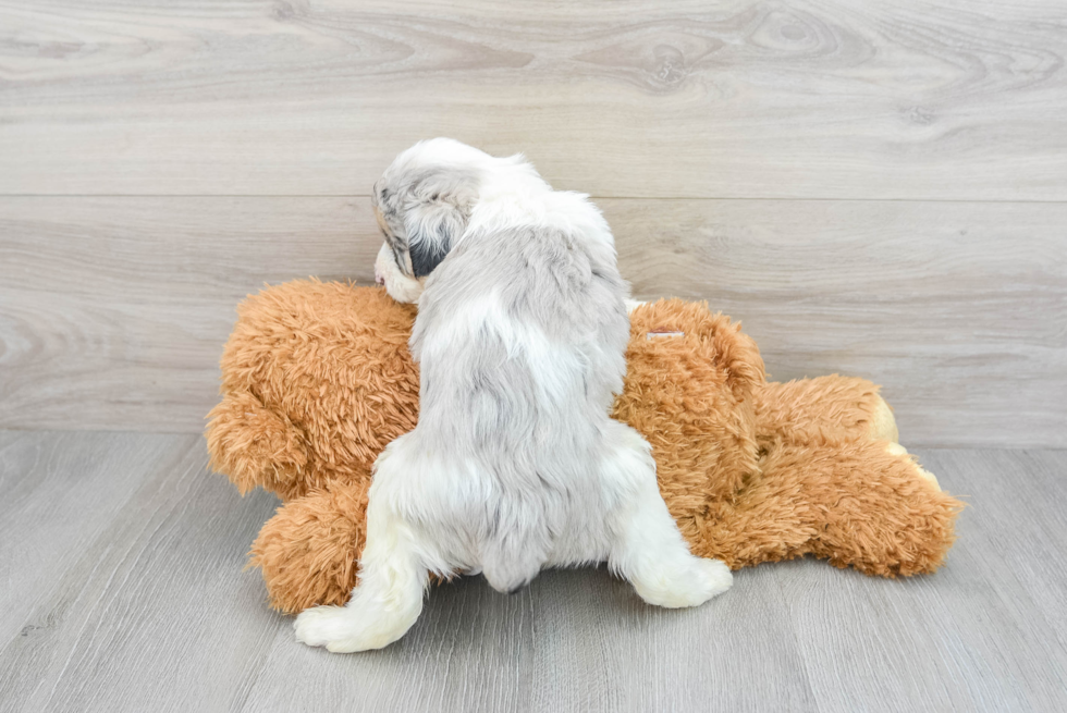 Best Mini Aussiedoodle Baby