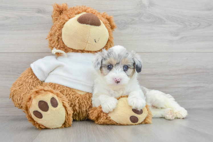 Playful Aussiepoo Poodle Mix Puppy