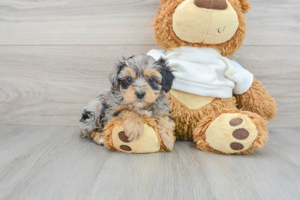 Mini Aussiedoodle Puppy for Adoption