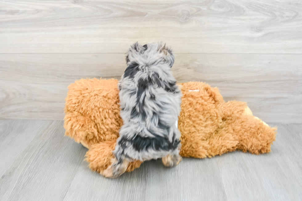 Mini Aussiedoodle Pup Being Cute