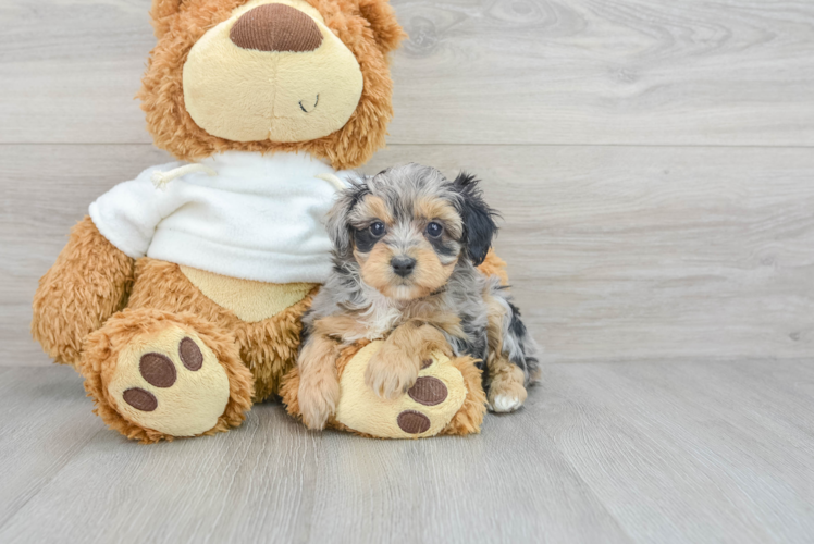 Mini Aussiedoodle Pup Being Cute