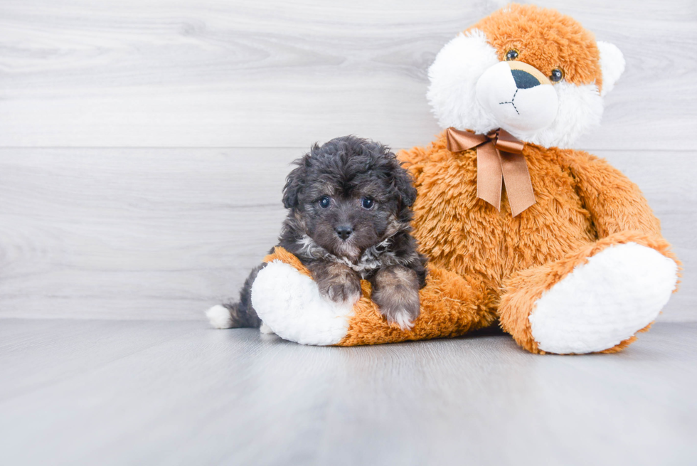 Playful Aussiepoo Poodle Mix Puppy