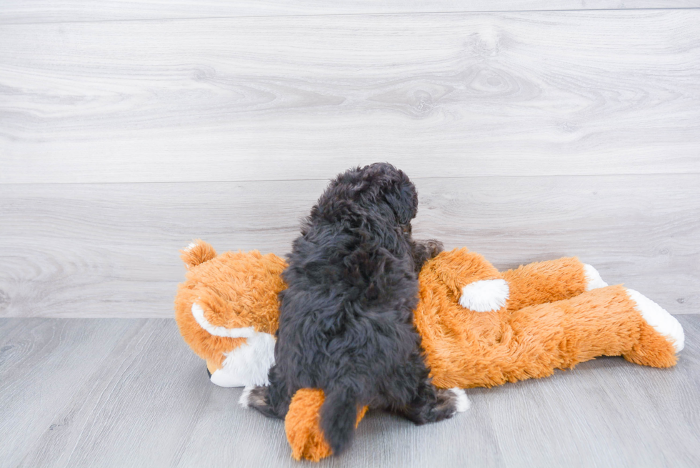 Best Mini Aussiedoodle Baby