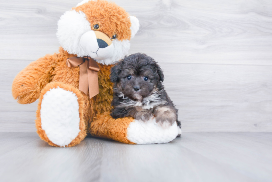 Mini Aussiedoodle Puppy for Adoption