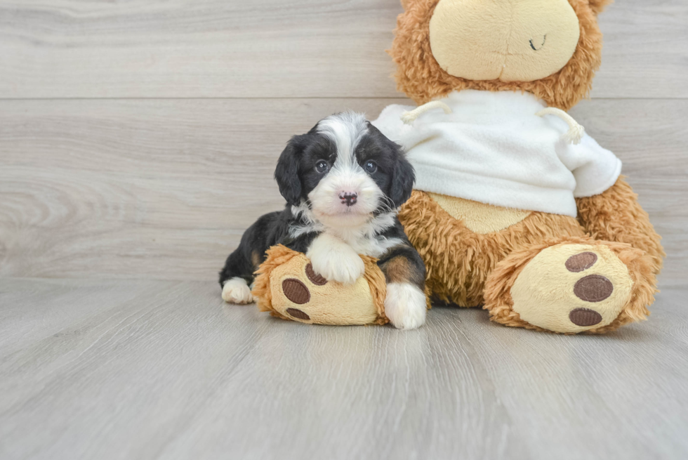 Mini Aussiedoodle Puppy for Adoption