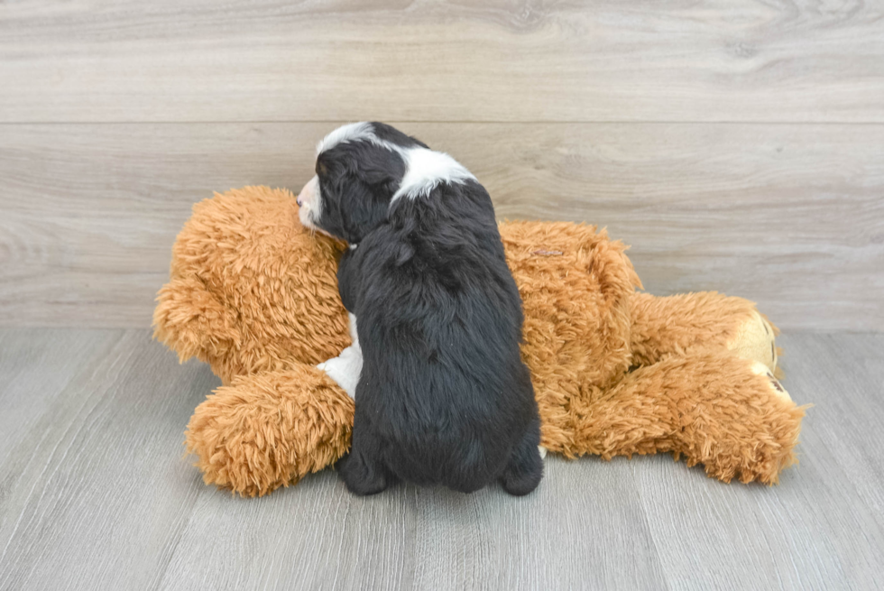 Best Mini Aussiedoodle Baby