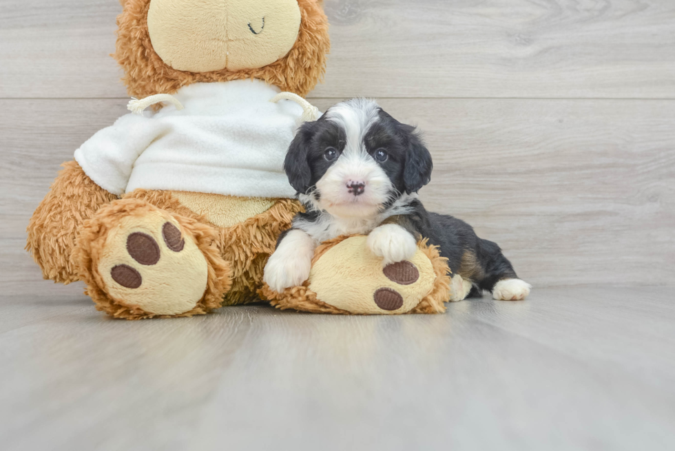 Fluffy Mini Aussiedoodle Poodle Mix Pup