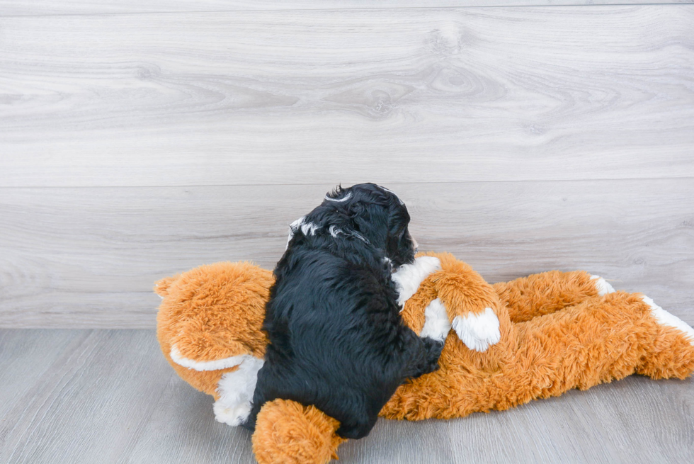 Fluffy Mini Aussiedoodle Poodle Mix Pup