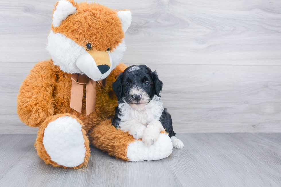 Playful Aussiepoo Poodle Mix Puppy