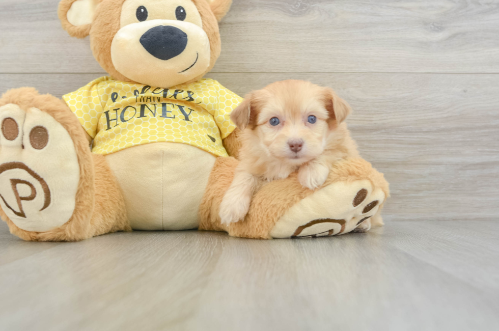 7 week old Mini Aussiedoodle Puppy For Sale - Premier Pups