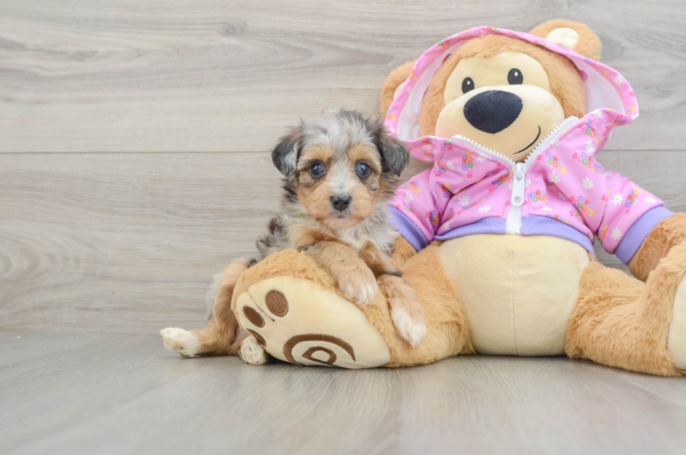 5 week old Mini Aussiedoodle Puppy For Sale - Premier Pups