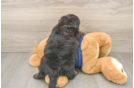 Cute Mini Aussiedoodle Baby