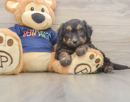 8 week old Mini Aussiedoodle Puppy For Sale - Premier Pups