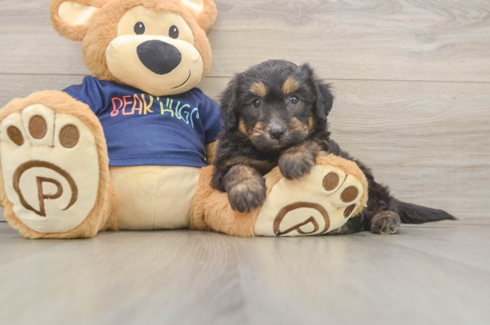 5 week old Mini Aussiedoodle Puppy For Sale - Premier Pups
