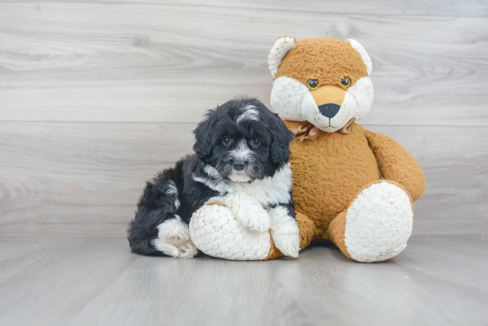 Small Mini Aussiedoodle Baby