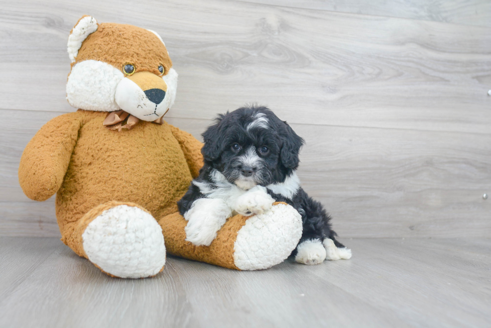 Smart Mini Aussiedoodle Poodle Mix Pup