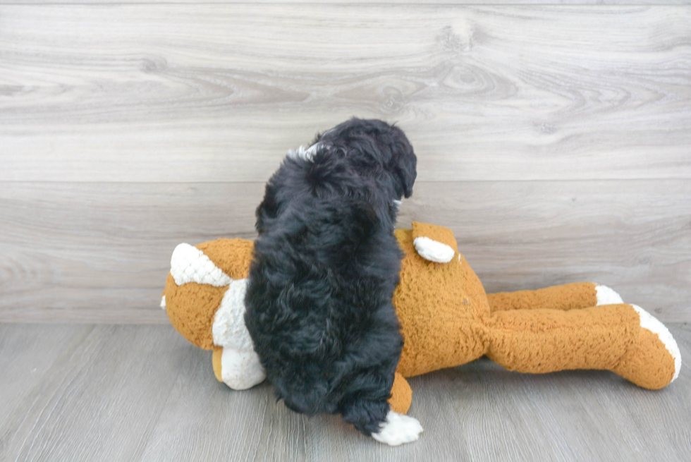 Mini Aussiedoodle Pup Being Cute