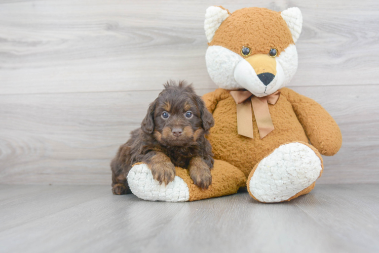 Small Mini Aussiedoodle Baby