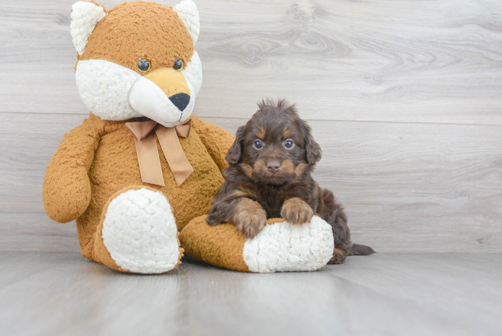 Best Mini Aussiedoodle Baby