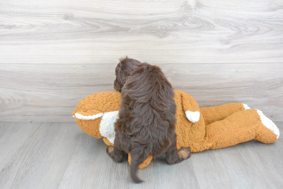 Adorable Aussiepoo Poodle Mix Puppy