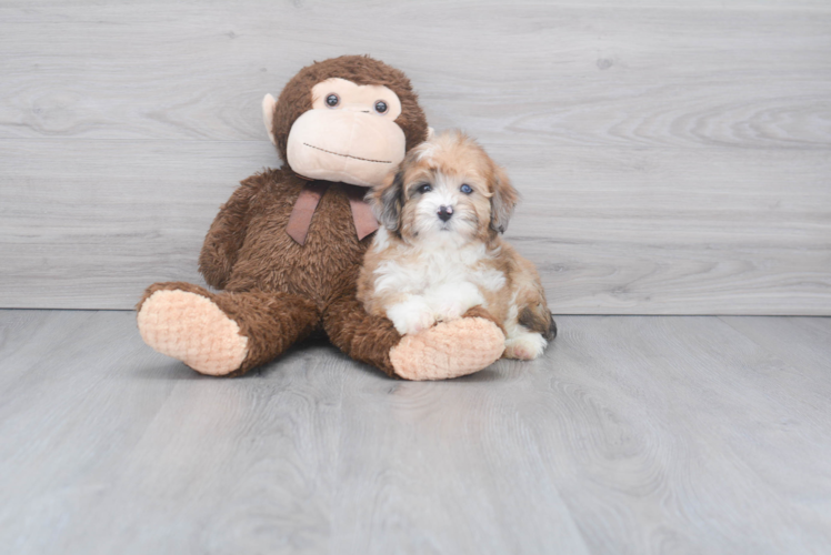 Mini Aussiedoodle Puppy for Adoption