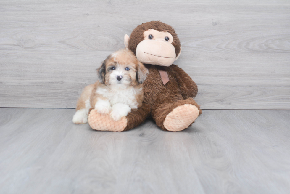 Playful Aussiepoo Poodle Mix Puppy