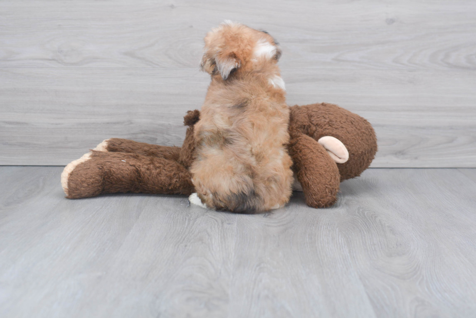 Mini Aussiedoodle Pup Being Cute