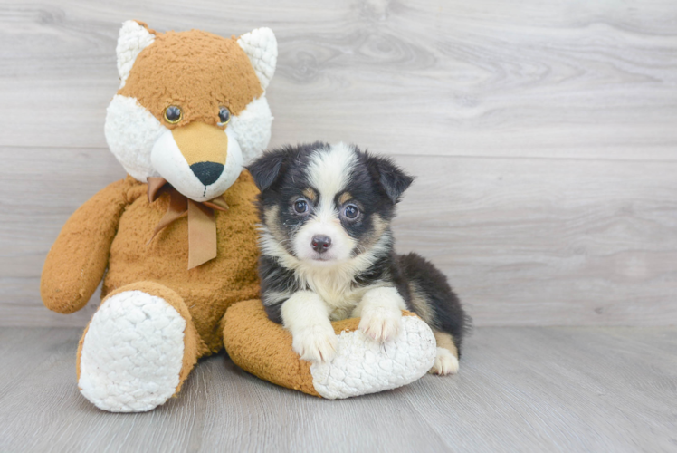 Funny Mini Aussie Purebred Pup