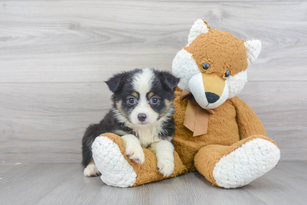 Mini Aussie Pup Being Cute