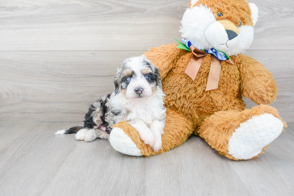 Best Mini Aussiedoodle Baby