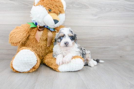 Mini Aussiedoodle Pup Being Cute