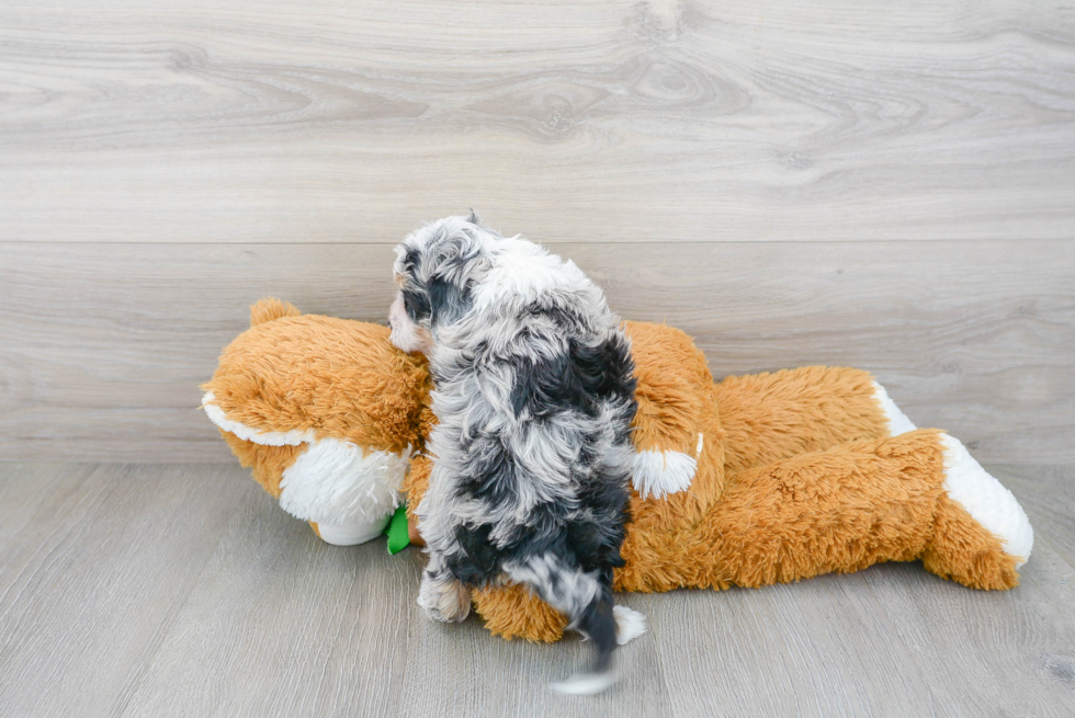 Best Mini Aussiedoodle Baby